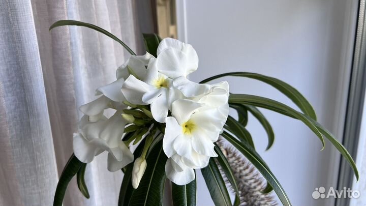 Пахиподиум 140 см, отцвел в августе