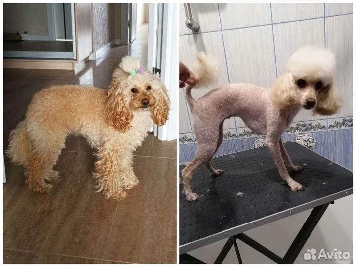 Стрижка кошек и собак