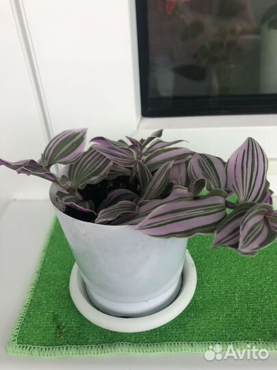 Пеларгония герань