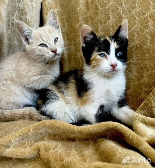 Кошка котенок Персиковый