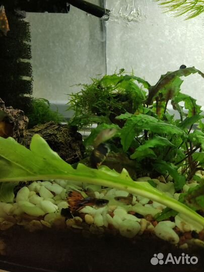 Рыбки Гуппи