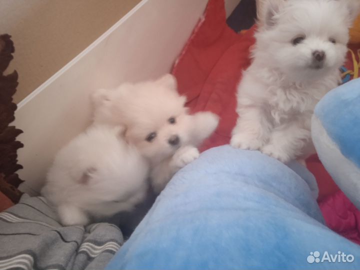 Щенки шпица