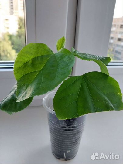 Сортовой гибискус Креол леди