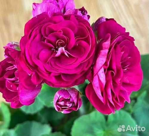 Пеларгонии кoллeкционные - черенки