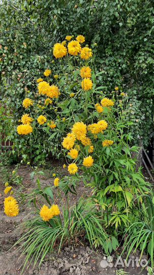 Золотой шар (рудбекия рассеченная)