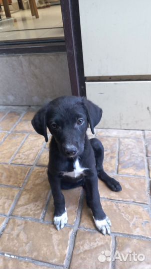 Собака в добрые руки маленькой породы