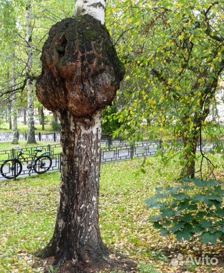 Голова медведя из капа