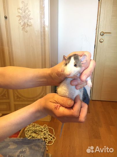 Ручная крыса