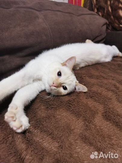 Кот в дар бесплатно
