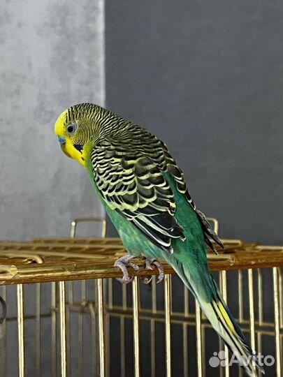 Волнистый попугай и попугай Корела