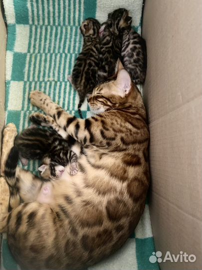 Бенгальская