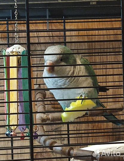 Попугай монах/квакер с большой клеткой, лампой итд