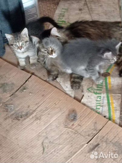 Кошка в дар бесплатно