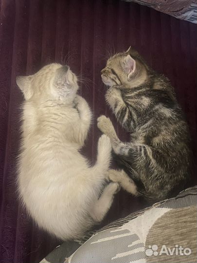 Котята в добрые руки