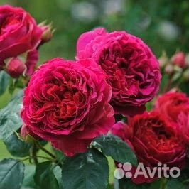 Роза английская Дарси Бассел (Darcey Bussel)