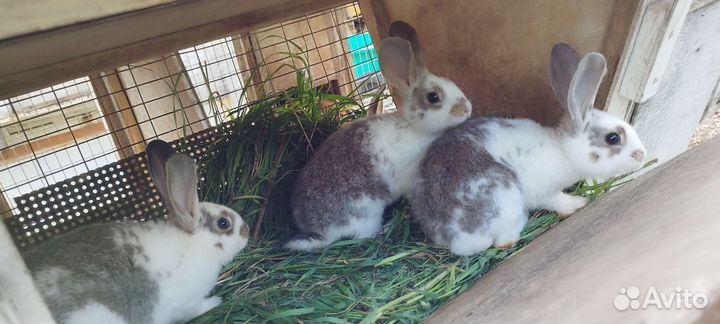 Кролики породы великан