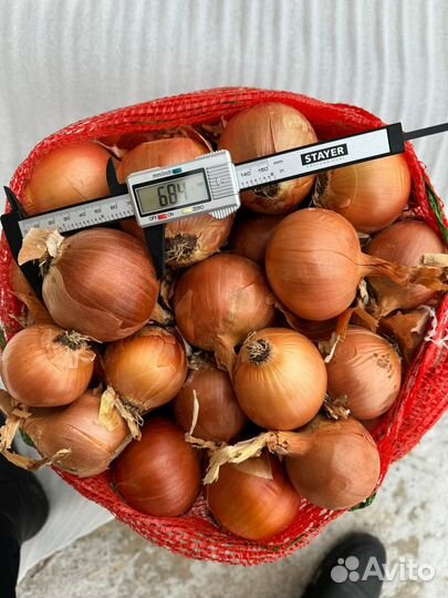 Лук оптом