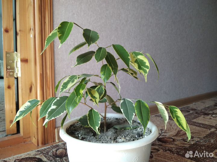 Бенджамина