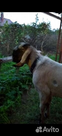 Англо-нубийские козочки (Австралия+Англия)