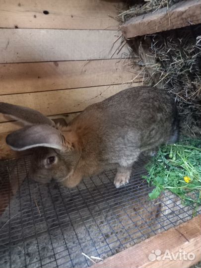 Животные кролики