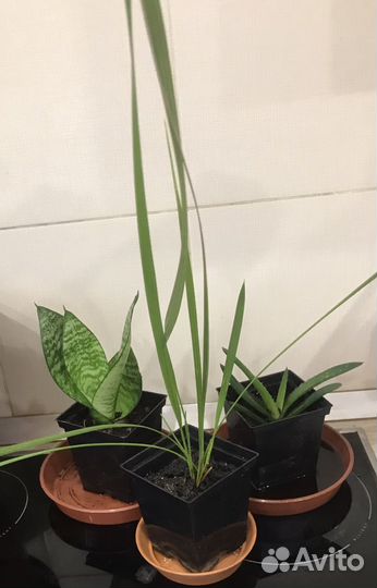 Комнатные цветы