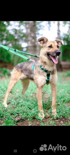 Бывшедомашняя собака из приюта
