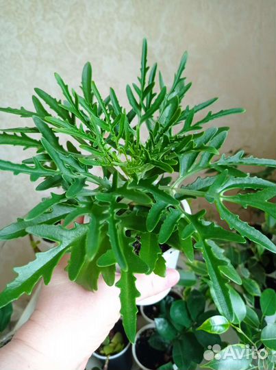 Каланхоэ, 4 вида