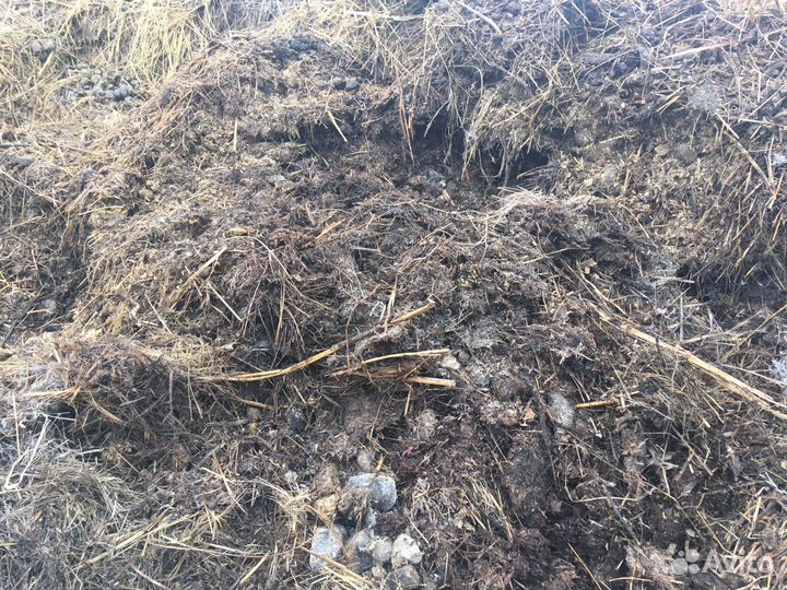 Конский навоз бесплатно