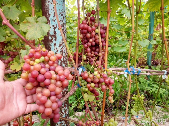 Черенки винограда столовых сортов