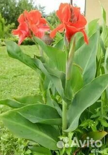 Канна клубни