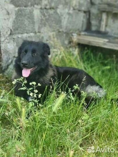 Собака, бесплатно, стерилизована