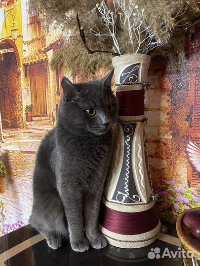 Вязка бесплатно