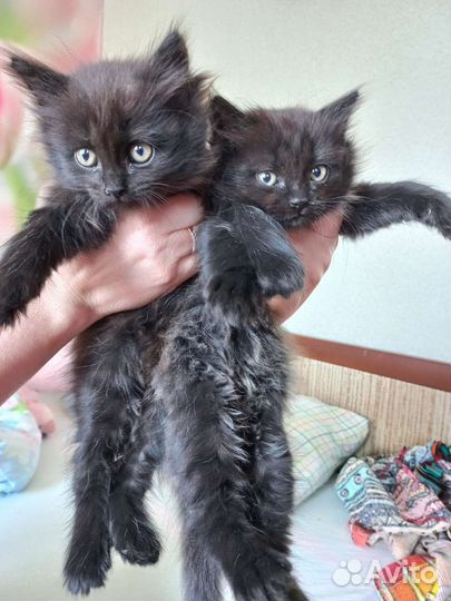 Котята бесплатно
