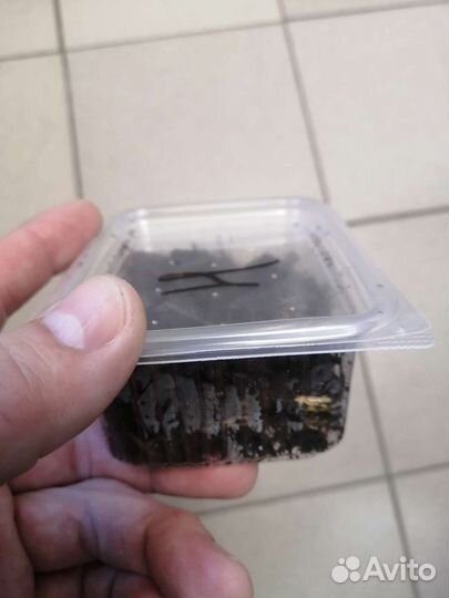 Черви навозные