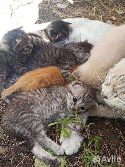 Котенок