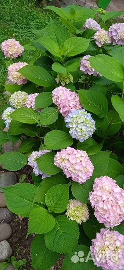 Гортензия крупнолистная
