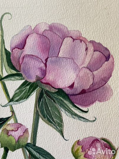 Картина Пионы акварель ботаника