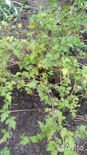 Стефанандра