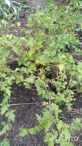 Стефанандра