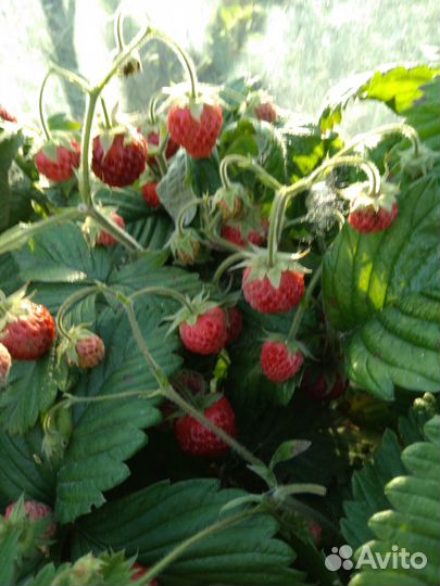 Земклуника, виктория