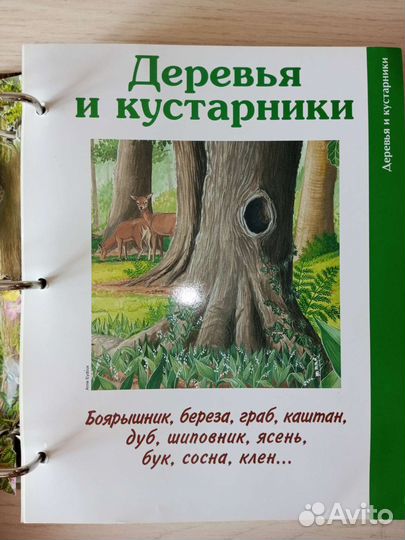 Журналы про лес