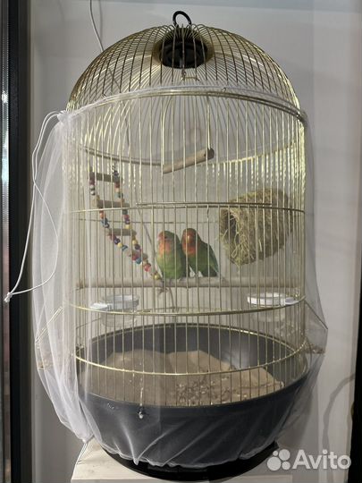 Попугай неразлучники с клеткой