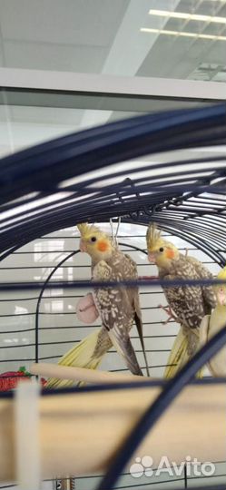 Попугай корелла птенец