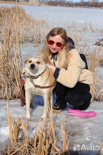 Метис лабрадора в добрые руки