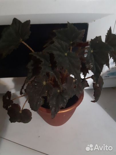 Комнатные растения