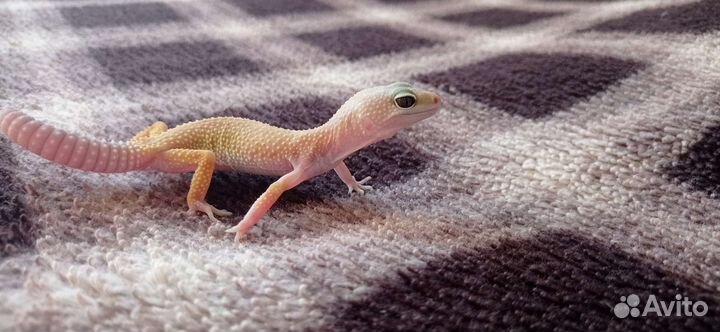 Геккон эублефар