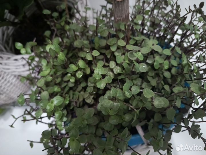 Кализия зеленая