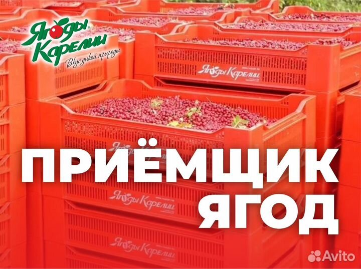 Приёмщик ягод - бизнес во дворе