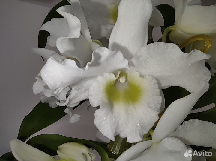Орхидея Дендробиум нобиле белый. Есть много разных
