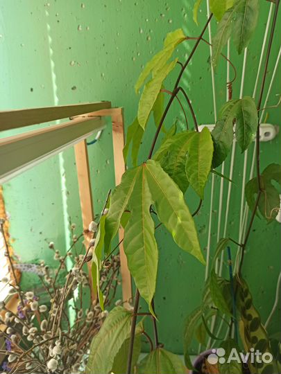 Растения для дачи